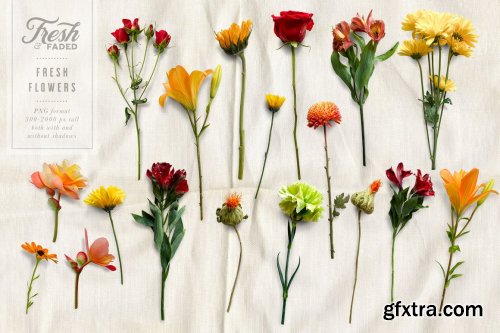 CreativeMarket - Fresh & Dried Flower Flat Lay 5350737