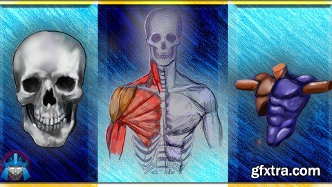 Complete Beginner's Guide to Anatomy and Figure Drawing pt1