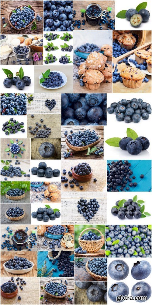 Fresh Bilberry - 41xUHQ JPEG Professional Stock Images