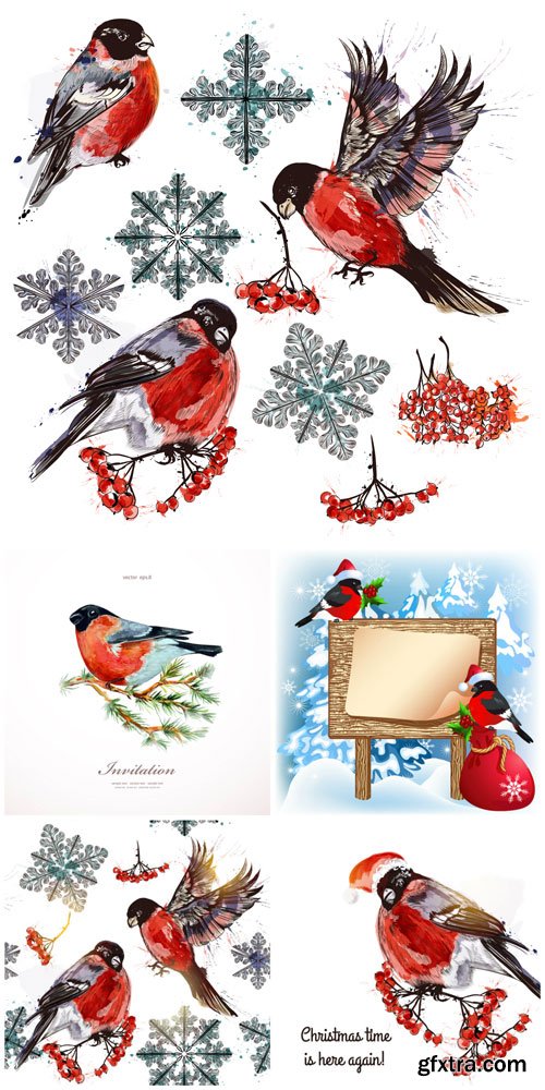 Winter, birds, bullfinches, vector