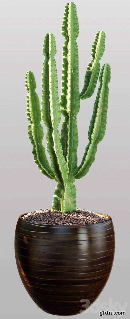 Cactus | Euphorbia ingens