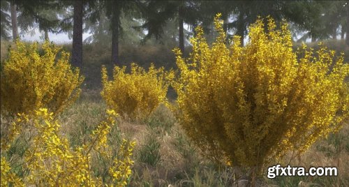 VIZPARK – Forsythia