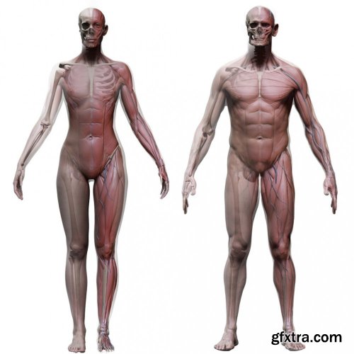 3D Scan Store - MALE AND FEMALE ECORCHE BUNDLE