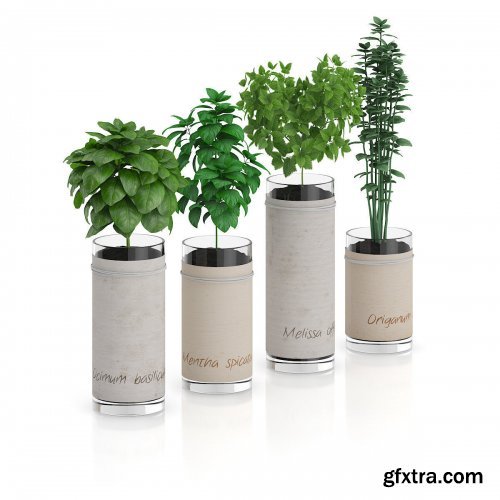 Cgtrader - Four Herbs in Glass Pots 3D model