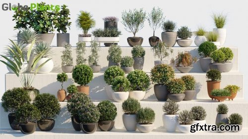 Bundle 01 - Ornamental and Decorative Pot Plants