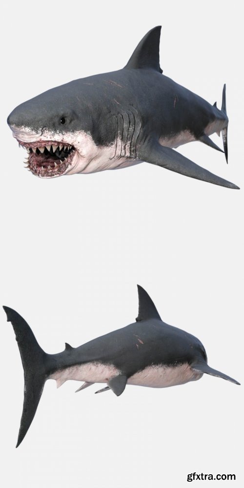 Great White Shark 3D Model