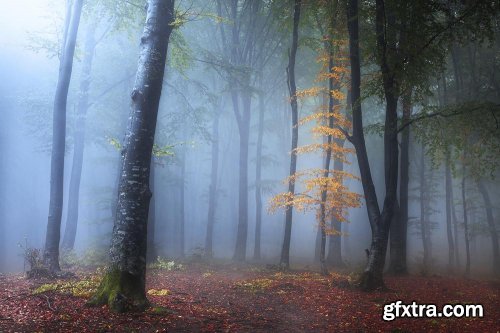 Editing Foggy Forests in Photoshop