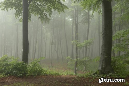 Editing Foggy Forests in Photoshop