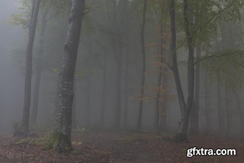 Editing Foggy Forests in Photoshop