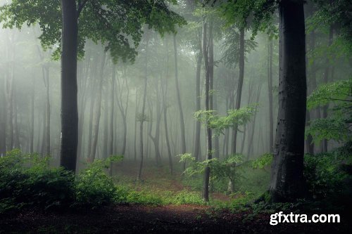 Editing Foggy Forests in Photoshop