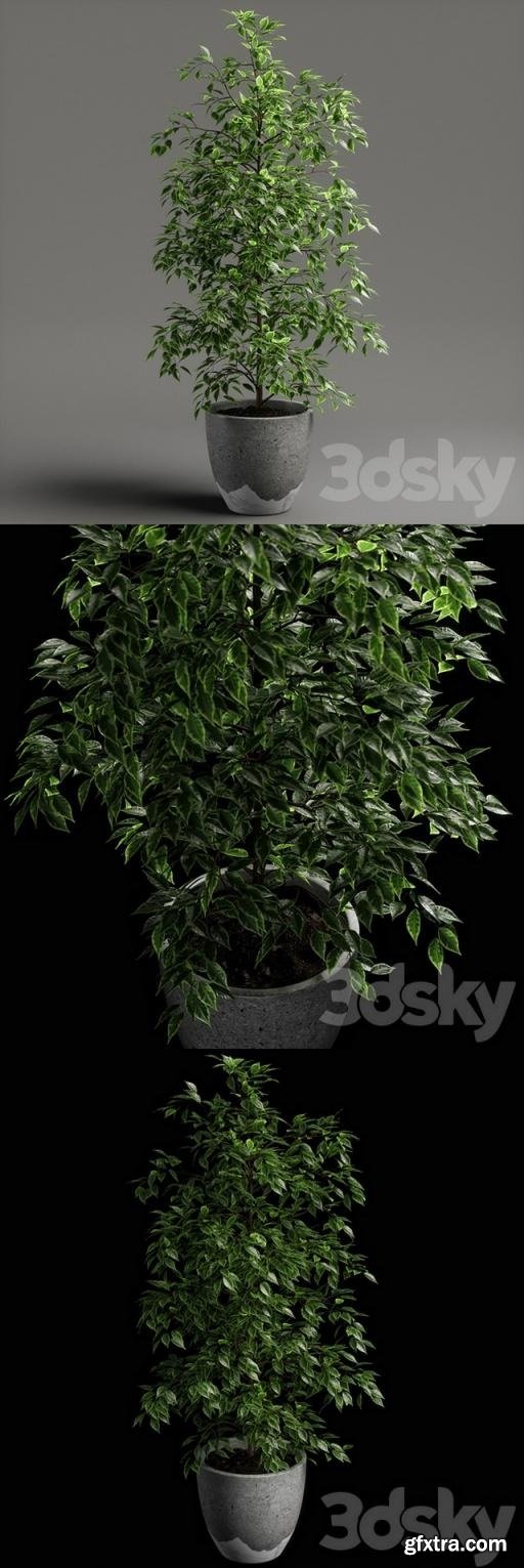 Ficus benjamina