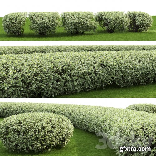 Derain white Elegantissima | Cornus Alba Elegantissima hedge # 1