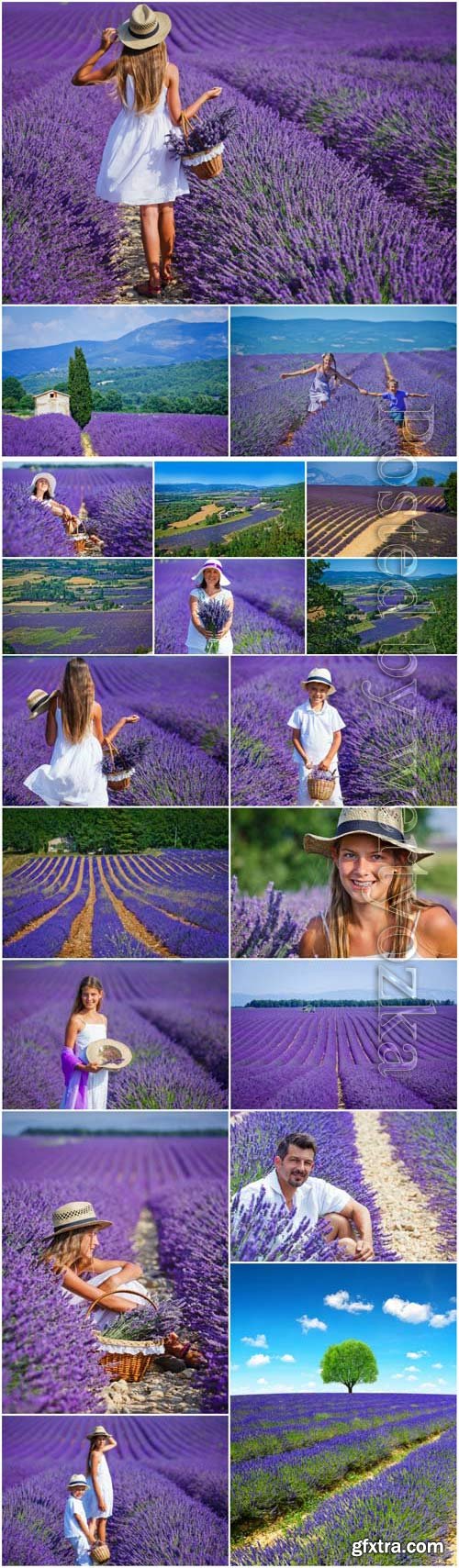 Wonderful fields with lavender, people and flowers stock photo