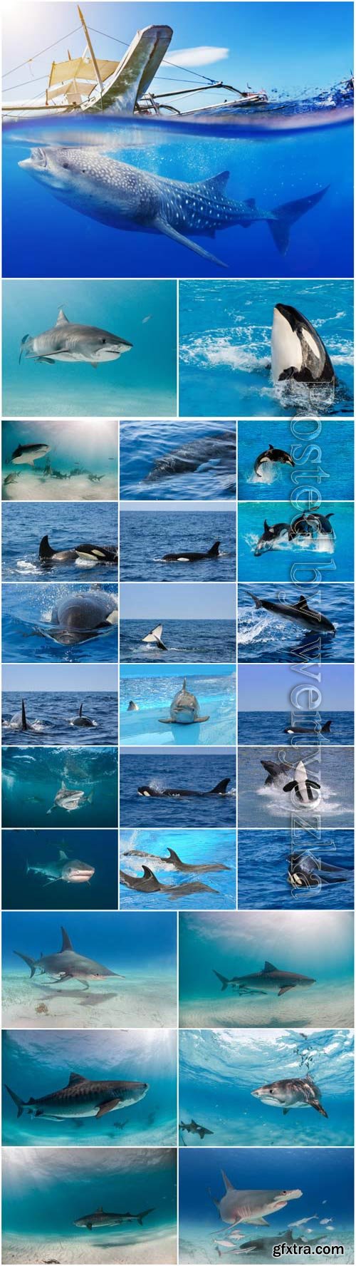 Dolphins, whales and sharks stock photo