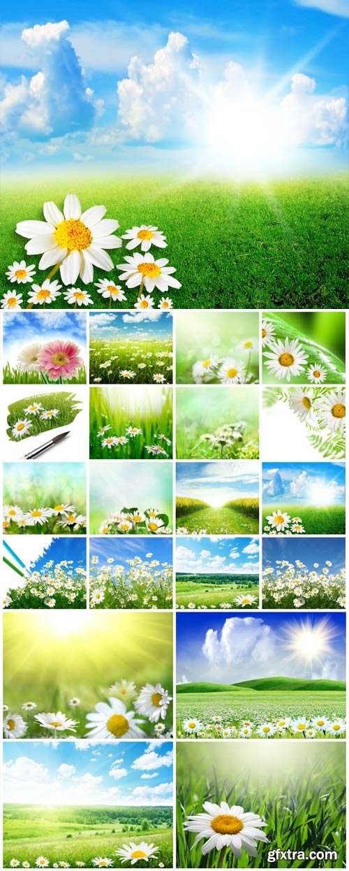 White daisies on the field stock photo