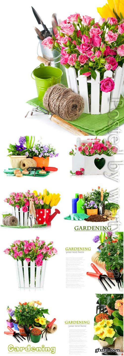 Flowers and plants, gardening stock photo