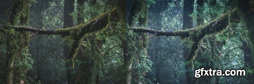 CreativeMarket - Rain Forest // Desktop Presets 4594872