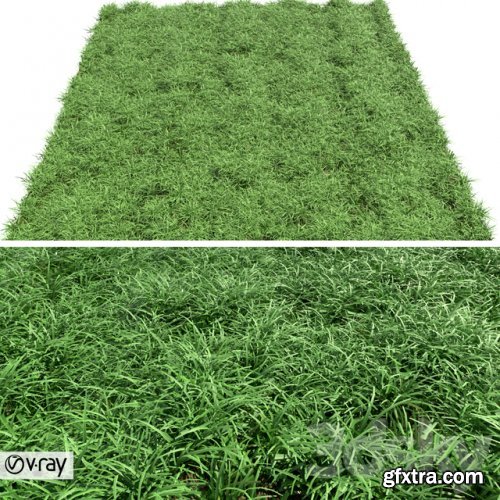 Green lawn