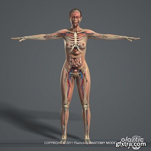 Male and Female Anatomy Complete Pack v5