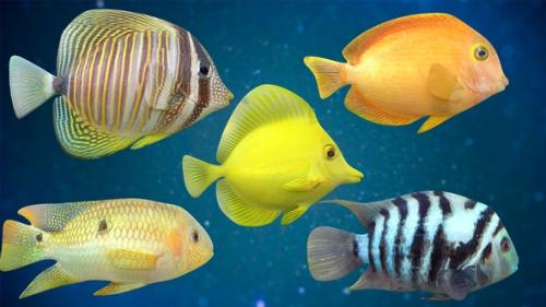 Videohive - Fish Pack V01 - 32283676 - 32283676