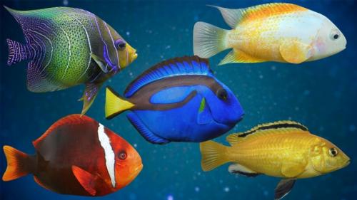 Videohive - Fish Pack V03 - 32283810 - 32283810