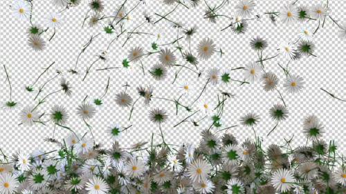 Videohive - White Asters Overlay Transition - 32287434 - 32287434