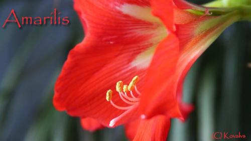 Videohive - Amaryllis Flower 2 - 9653349 - 9653349