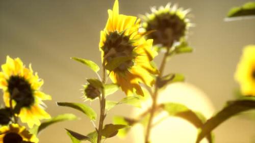 Videohive - Big Beautiful Sunflowers at Sunset - 32338042 - 32338042