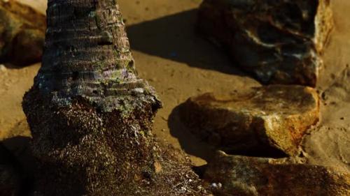 Videohive - Closeup of a Palm Tree Trunk at Caribbean Sand Beach - 32338850 - 32338850