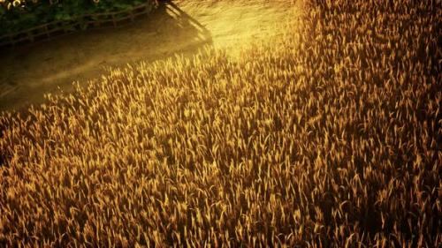 Videohive - Golden Wheat Field and Sunny Day - 32338721 - 32338721