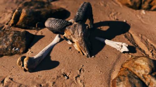 Videohive - Ram Skull at Sand Beach - 32338736 - 32338736