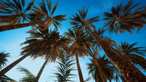 Videohive - Palm Trees at Sunset Light and Sky - 32338778 - 32338778