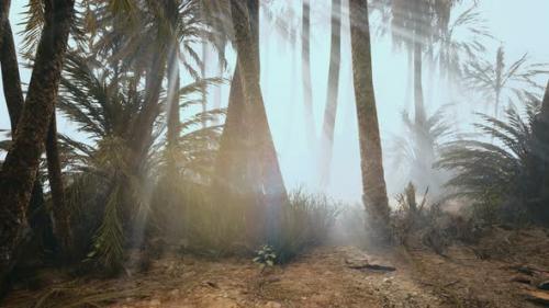 Videohive - Coconut Palms in Deep Morning Fog - 32338787 - 32338787