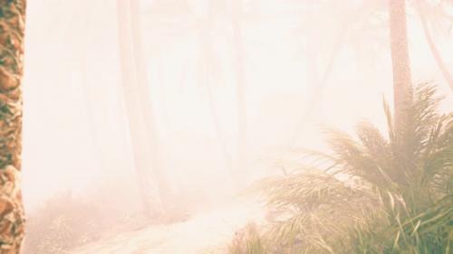 Videohive - Coconut Palms in Deep Morning Fog - 32338805 - 32338805