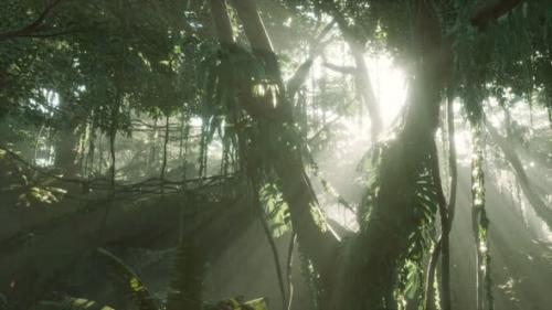 Videohive - Deep Tropical Jungle Rainforest in Fog - 32339057 - 32339057