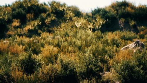 Videohive - Beach Dunes with Long Grass - 32339136 - 32339136