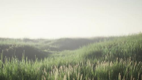Videohive - Green Field with Tall Grass in the Early Morning with Fog - 32339143 - 32339143