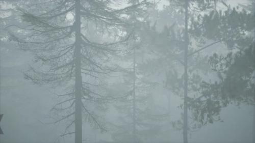 Videohive - Cloudy Autumn Day in the Pine Forest with Fog - 32339197 - 32339197