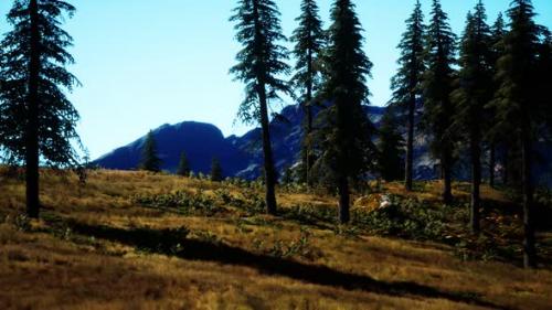 Videohive - Trees on Meadow Between Hillsides with Conifer Forest - 32339221 - 32339221