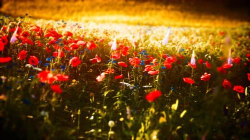 Videohive - Sunset in the Wild Flower Field - 32339227 - 32339227