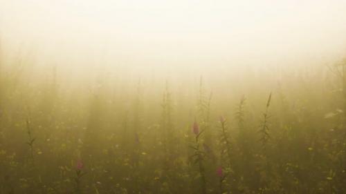 Videohive - Wild Field Flowers in Deep Fog - 32339236 - 32339236