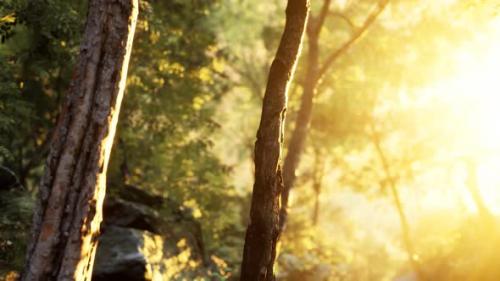 Videohive - Rays of Bursting Sunlight in a Misty Forest - 32339296 - 32339296