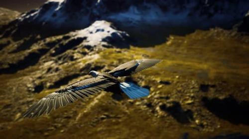 Videohive - Slow Motion American Bald Eagle in Flight Over Alaskan Mountains - 32339313 - 32339313