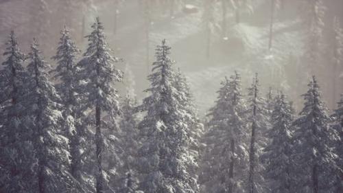 Videohive - Winter Snow Covered Cone Trees on Mountainside - 32339361 - 32339361