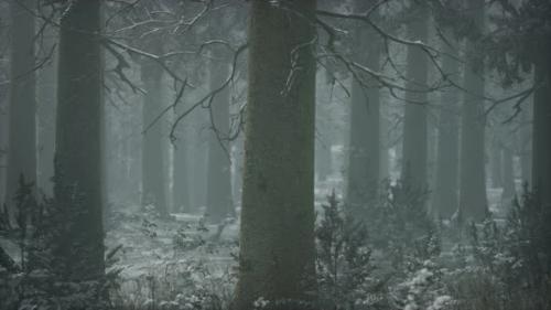 Videohive - Winter Snowcovered Forest on a Cloudy Day - 32339367 - 32339367