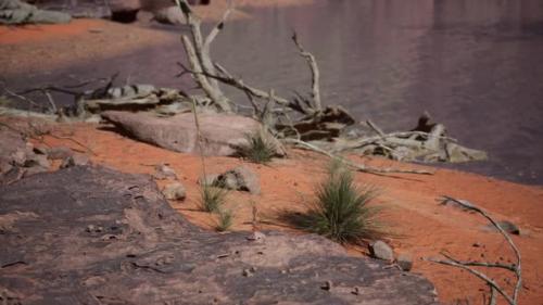 Videohive - Trees Near Colorado River in Grand Canyon - 32339404 - 32339404