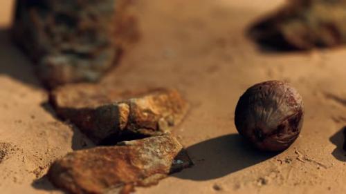 Videohive - Coconut on Sand Beach at Sunset - 32339424 - 32339424