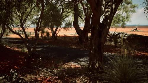 Videohive - Outback Road with Dry Grass and Trees - 32339539 - 32339539