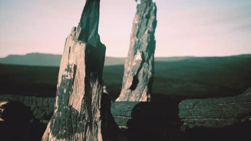 Videohive - Logs and Trunks After the Forest Fire - 32339545 - 32339545