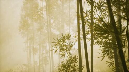 Videohive - Asian Bamboo Forest with Morning Fog - 32339550 - 32339550